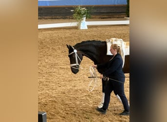Deutsches Reitpferd, Wallach, 16 Jahre, 178 cm, Dunkelbrauner