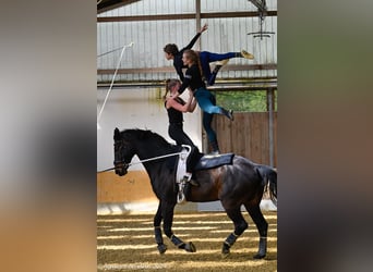 Deutsches Reitpferd, Wallach, 16 Jahre, 178 cm, Dunkelbrauner