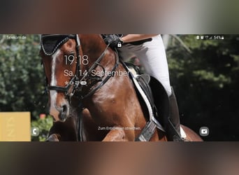 Deutsches Reitpferd, Wallach, 16 Jahre, Brauner