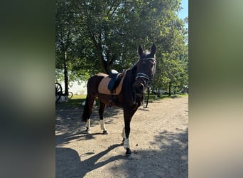 Deutsches Reitpferd, Wallach, 17 Jahre, 157 cm, Dunkelbrauner