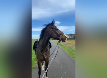 Deutsches Reitpferd Mix, Wallach, 17 Jahre, 168 cm, Dunkelbrauner
