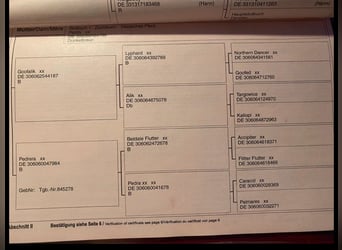 Deutsches Reitpferd Mix, Wallach, 17 Jahre, 168 cm, Dunkelbrauner