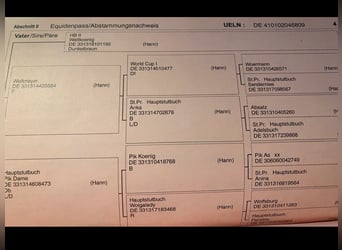 Deutsches Reitpferd Mix, Wallach, 17 Jahre, 168 cm, Dunkelbrauner