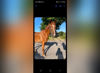 Deutsches Reitpferd, Wallach, 17 Jahre, 172 cm, Fuchs