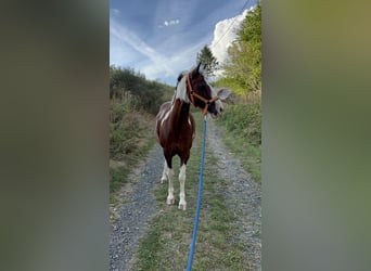 Deutsches Reitpferd, Wallach, 18 Jahre, 140 cm, Schecke