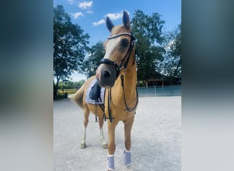 Deutsches Reitpferd, Wallach, 18 Jahre, 153 cm, Palomino