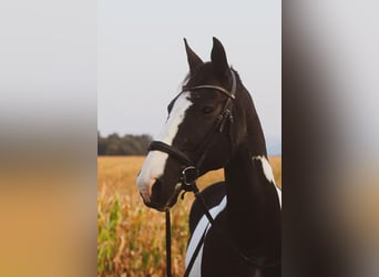 Deutsches Reitpferd, Wallach, 19 Jahre, 160 cm