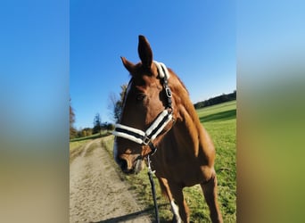 Deutsches Reitpferd, Wallach, 19 Jahre, 173 cm, Fuchs