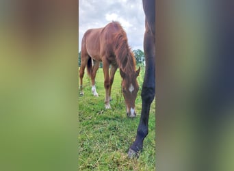 Deutsches Reitpferd Mix, Wallach, 1 Jahr, 155 cm, Fuchs