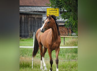 Deutsches Reitpferd, Wallach, 1 Jahr, 170 cm, Brauner