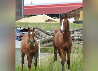Deutsches Reitpferd, Wallach, 1 Jahr, 170 cm, Brauner