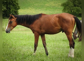 Deutsches Reitpferd, Wallach, 1 Jahr, 170 cm, Brauner