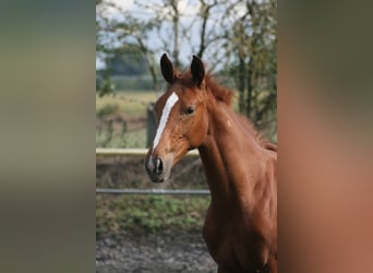 Deutsches Reitpferd, Wallach, 1 Jahr, Fuchs
