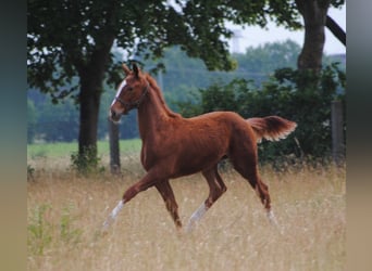 Deutsches Reitpferd, Wallach, 1 Jahr, Fuchs