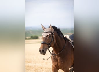 Deutsches Reitpferd, Wallach, 20 Jahre, 162 cm, Brauner