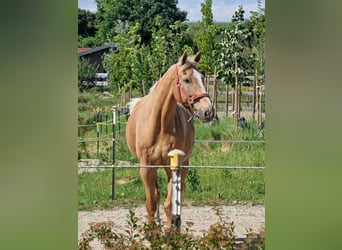 Deutsches Reitpferd, Wallach, 23 Jahre, 172 cm, Palomino