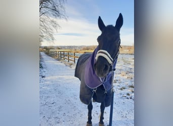 Deutsches Reitpferd, Wallach, 24 Jahre, 160 cm, Rappe