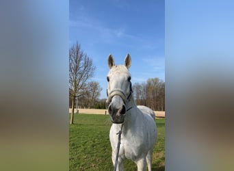 Deutsches Reitpferd, Wallach, 25 Jahre, 165 cm, Schimmel