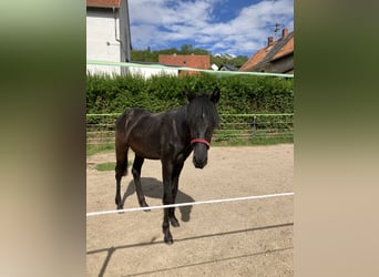 Deutsches Reitpferd Mix, Wallach, 2 Jahre, 150 cm, Dunkelbrauner