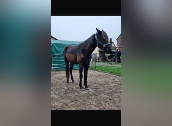 Deutsches Reitpferd Mix, Wallach, 2 Jahre, 150 cm, Dunkelbrauner