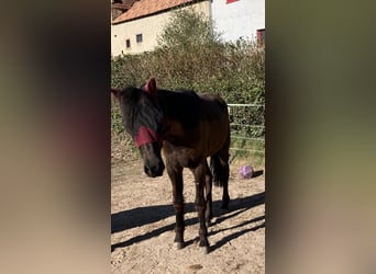 Deutsches Reitpferd Mix, Wallach, 2 Jahre, 150 cm, Dunkelbrauner