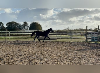 Deutsches Reitpferd, Wallach, 2 Jahre, 155 cm, Rappe