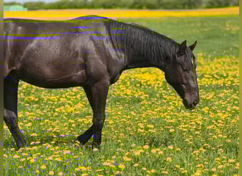 Deutsches Reitpferd, Wallach, 2 Jahre, 155 cm, Rappe