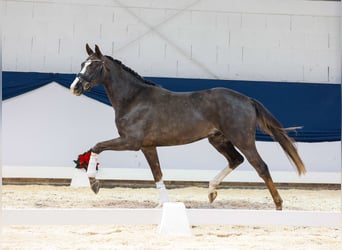 Deutsches Reitpferd, Wallach, 2 Jahre, 156 cm, Fuchs