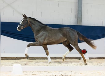 Deutsches Reitpferd, Wallach, 2 Jahre, 156 cm, Fuchs