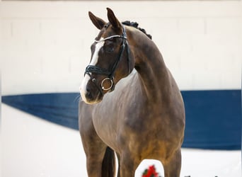 Deutsches Reitpferd, Wallach, 2 Jahre, 156 cm, Fuchs