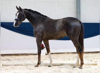 Deutsches Reitpferd, Wallach, 2 Jahre, 156 cm, Fuchs