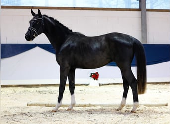 Deutsches Reitpferd, Wallach, 2 Jahre, 159 cm, Rappe