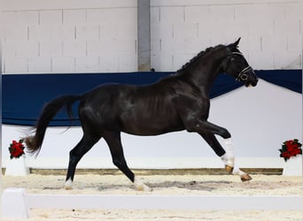 Deutsches Reitpferd, Wallach, 2 Jahre, 159 cm, Rappe