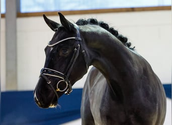 Deutsches Reitpferd, Wallach, 2 Jahre, 159 cm, Rappe