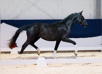 Deutsches Reitpferd, Wallach, 2 Jahre, 159 cm, Rappe