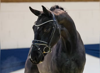 Deutsches Reitpferd, Wallach, 2 Jahre, 159 cm, Rappe