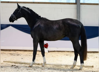 Deutsches Reitpferd, Wallach, 2 Jahre, 159 cm, Rappe