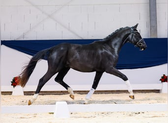 Deutsches Reitpferd, Wallach, 2 Jahre, 159 cm, Rappe