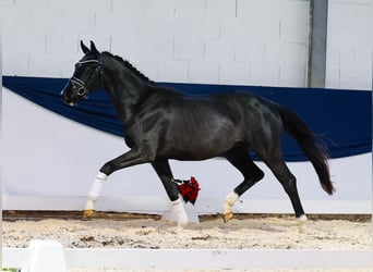 Deutsches Reitpferd, Wallach, 2 Jahre, 159 cm, Rappe