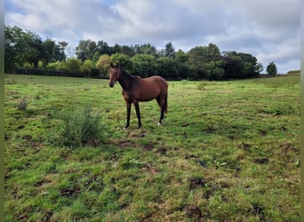 Deutsches Reitpferd, Wallach, 2 Jahre, 162 cm, Brauner