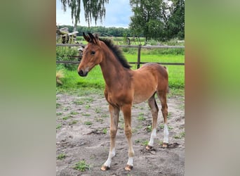 Deutsches Reitpferd, Wallach, 2 Jahre, 169 cm, Brauner
