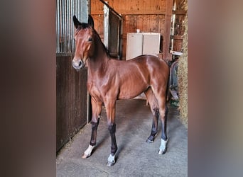 Deutsches Reitpferd, Wallach, 2 Jahre, 169 cm