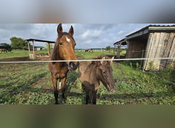 Deutsches Reitpferd, Wallach, 2 Jahre, 172 cm