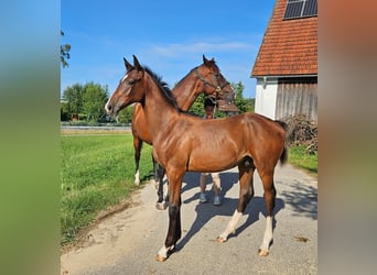 Deutsches Reitpferd, Wallach, 2 Jahre, Brauner