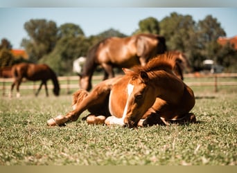 Deutsches Reitpferd, Wallach, 2 Jahre, Fuchs