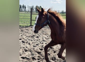 Deutsches Reitpferd, Wallach, 2 Jahre, Fuchs