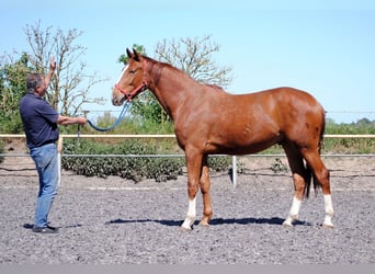 Deutsches Reitpferd, Wallach, 2 Jahre, Fuchs