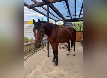 Deutsches Reitpferd, Wallach, 30 Jahre, 165 cm, Brauner