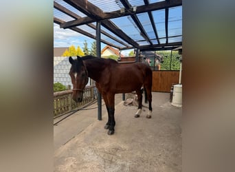 Deutsches Reitpferd, Wallach, 30 Jahre, 165 cm, Brauner