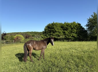 Deutsches Reitpferd, Wallach, 3 Jahre, 142 cm
